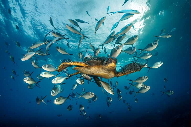 Scuba diving in Galápagos Islands (Isabela)