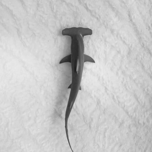 Scuba diving in Malpelo Island