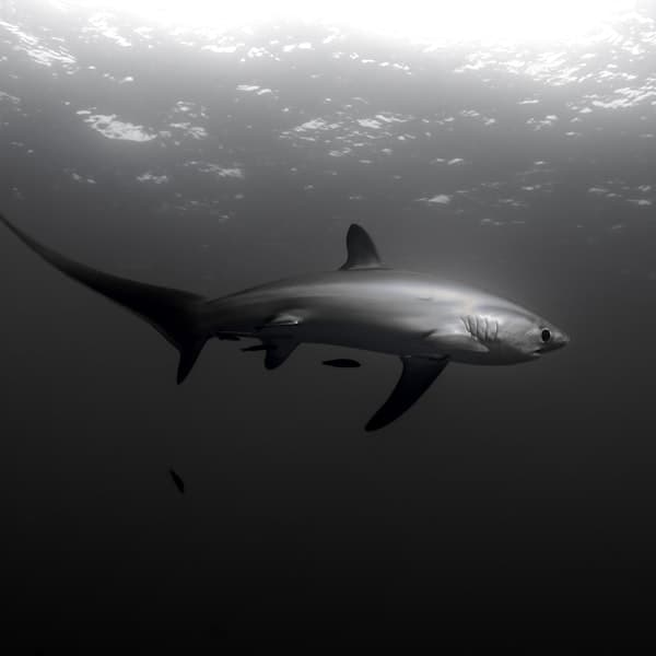 Scuba diving in Revillagigedo Islands (Socorro)